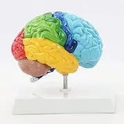 CHROX PVC Human Brain Model, Brain Anatomy Model, Hemisphere Functional Area 1:1 Human Brain Anatomy Model, Learning and Teaching Tool