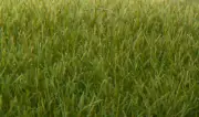 Woodland Scenics 621 All Scale Static Grass-Dark Green 7mm