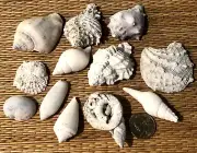 12 FLORIDA FOSSIL SHELLS - MOST ARE EXTINCT - CRAFTING OR COLLECTING