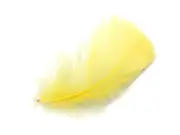 80 Feathers - Yellow Goose Coquille Loose Plumage Halloween Wedding Supply Art