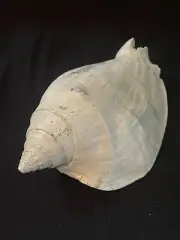 RARE Fossilized MILK CONCH Shell From Central Florida, Pliocene Era.