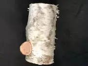 White Birch log, with cute one inch polypore and ends with unique colors & lines