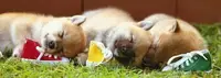 在飛比找Yahoo!奇摩拍賣優惠-日本正版拼圖 犬 柴犬 狗 420片絕版拼圖，52-716