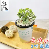 在飛比找蝦皮商城優惠-【小品文化】白雪川七【現貨】3吋杯子免澆水盆栽 懶人盆栽 觀