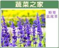 在飛比找Yahoo!奇摩拍賣優惠-【蔬菜之家滿額免運00H17】大包裝.粉萼鼠尾草種子750顆