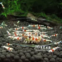 在飛比找Yahoo!奇摩拍賣優惠-【AC草影】水晶蝦 玻璃 餵食盆【一個】