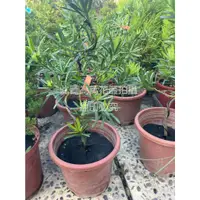 在飛比找蝦皮購物優惠-☆萬花叢★喬木植物【造型羅漢松】★7吋盆★高約25-50cm