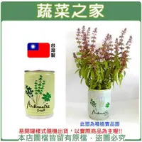 在飛比找momo購物網優惠-【蔬菜之家】iPlant易開罐花卉(九層塔最新發明專利設計)