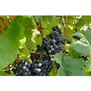 Save 20.00%! Stellenbosch Wine and Franschhoek Tram Tour experience