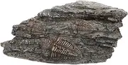 TIDTALEO Resin Trilobite Specimen for Home Paleontological Trilobite Ornament for Teaching Collecting Lightweight