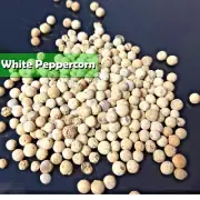 ✅WHITE PEPPERCORNS ORGANIC Whole pepper corns Very High Quality Premium Natural