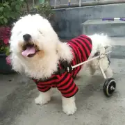 S/M/L Lightweight Aluminum Cart Pet/Dog Wheelchair for Handicapped Dog Walk AU