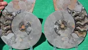 PAIR AMMONITE Great Crystal CavIties LARGE 8.3" Dinosaur FOSSIL 213mm a3037xx