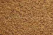 Maris Otter Malt 10 lbs for Home Brew Beer Making