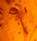 Curled Millipede with Fly in Burmite Amber Fossil from Dinosaur Age