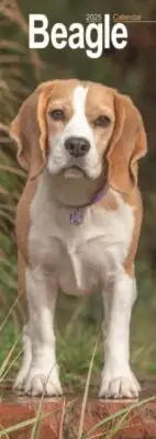 Beagle Slim Calendar 2025