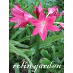 若林花園-文殊蘭(香殊蘭) CRINUM CLAWED 利爪(1中株)