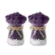 Ale 室內空氣淨化植物斯坎迪亞苔蘚圓形玻璃瓶花盆 2 件套紫色