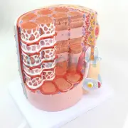 Human Skeletal Muscle Fiber Line Myocyte Nucleus Membrane Model Medical Teach
