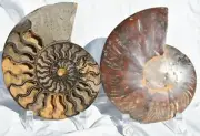 Large Black Ammonite Pair Crystals XL 110myo Dino age Fossil 7.4" 188mm 3027oo