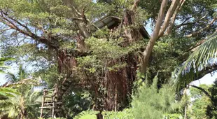 Castle Tree House And Bungalow