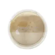 DermaQuest DermaMinerals Buildable Coverage Loose Mineral Powder SPF 20 - # 4N 1