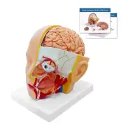 Human Head with Brain Anatomy Model,4 Part Life-Size Head Cross Section Anato...