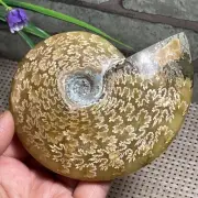 Rare Natural polishing conch ammonite specimens of Madagascar 349g AF7