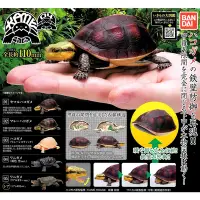 在飛比找Yahoo奇摩購物中心優惠-小全套4款 日本正版 烏龜 環保扭蛋 P4 食蛇龜篇 扭蛋 