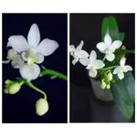 【蘭蕨雨林】PHAL. EQUESTRIS VAR. ALBA，姬蝴蝶蘭白變種，花梗不要剪，有機長高芽。