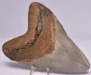 CAECHARODON MEGALODON SHARK TOOTH 175 grams F380