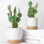 Containers Indoor Orchid Pots With Drainage Hole Self Watering Flower Pot
