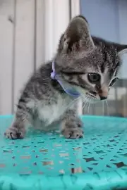 Newborn kittens collar ID