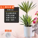 尤加樹 斑葉尤加 斑葉尤加樹水泥盆|大型盆栽 開幕送禮 室內植物 觀葉植物 開幕盆栽 室內盆栽 盆栽植物  園藝 發財