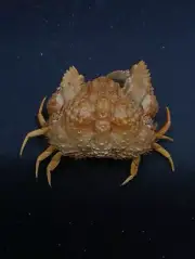 Calappa gallus box crab taxidermy. 80mm oddity Sea shell Marine #12237