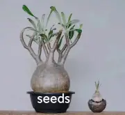 Pachypodium rosulatum var.gracious S eeds 100/200PCS