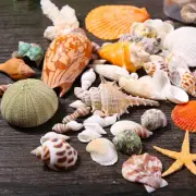 Mixed Natural Shells Conch Fish Tank Aquarium Ornament DIY Home Landscape Decor