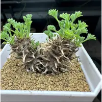 在飛比找蝦皮購物優惠-【塊根英雄】豪豬洋葵種子/Pelargonium hystr