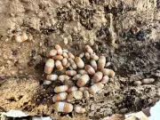 (LAG) 15➕Cubaris Red Panda King isopods Adult large individual➕ 100springtails