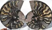 Large Black Ammonite PAIR Deep Crystals 110myo FOSSIL LRG 135mm 5.3" 9599cc