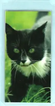 Black & White Tabby Domestic Cat Kitten Gift Bookmark Photo Card Animal Lover