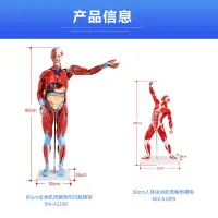 在飛比找蝦皮購物優惠-人體肌肉模型美術 醫用 仿真骨骼肌肉組織解刨模型 健身 教學