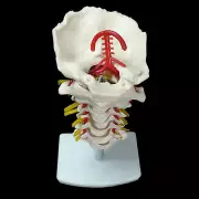 Human Cervical Vertebrae Column Model - Occipital/Vertebral Medical Skeleton