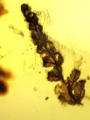Leaves of plants with downy hair burmite Cretaceous Amber fossil dinosaurs era