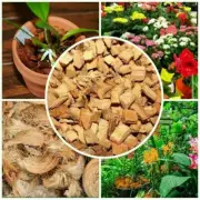 Coconut Husk Chips 100% Natural Growing Media for Orchids & Anthurium 100g