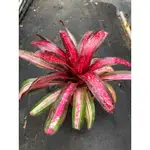 漫活雨林 NEOREGELIA ABSOLUTELY FABULOUS /五彩積水鳳梨/積水鳳梨/雨林植物/觀葉植物