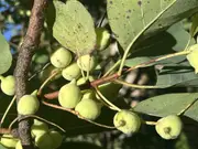 Buy Kakadu Plum Grafted Bushfood Tree (Terminalia ferdinandiana)
