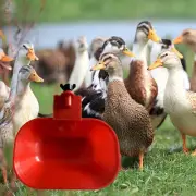 3/8inch Automatic Chicken Water Cup Waterer Bowl Chicken Feeder Cup for Bird