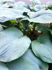 Hosta/Funkia Blue Giant Elegans 100 SEEDS!!