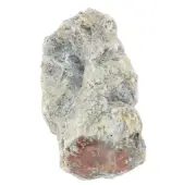 Fossil Tree Limb, Araucaria, Polished End (EA3786) plant gem mineral agatised